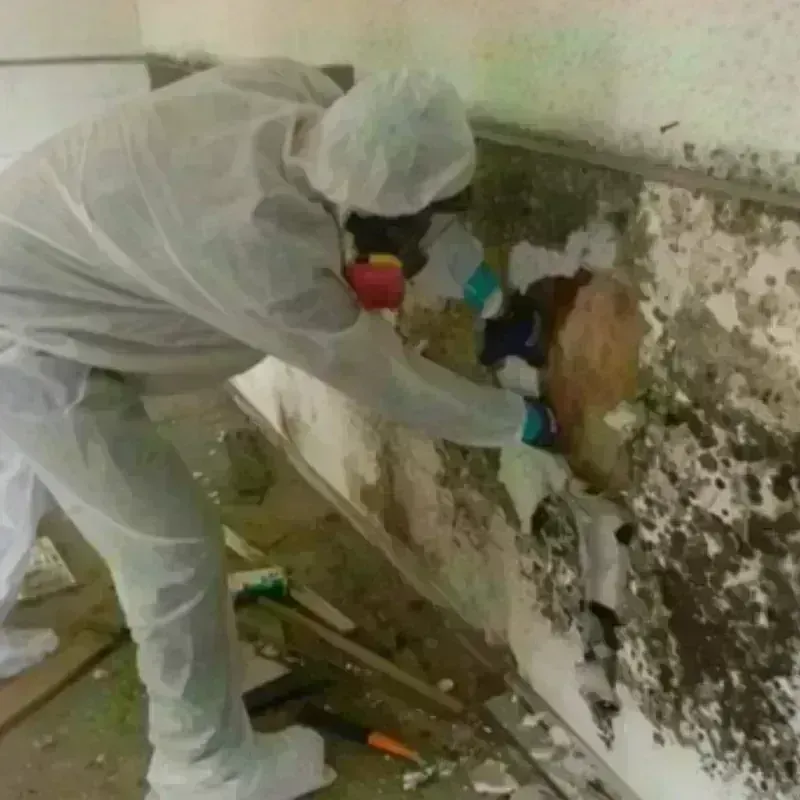 Mold Remediation and Removal in Rosedale, MS